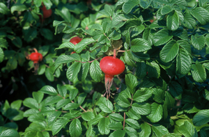 Photo By: Stephen M. Young. Photo taken: Suffolk County, NY on 26 August 1994